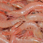 Applications of chitin and chitosan