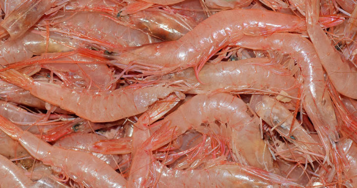 Applications of chitin and chitosan