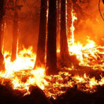 Causes of wildfire