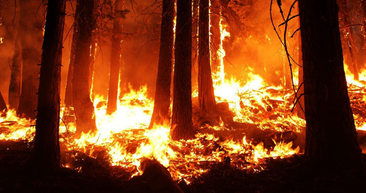 Causes of wildfire