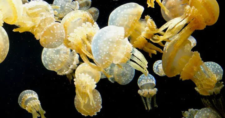 Difference between true jellyfish and box jellyfish
