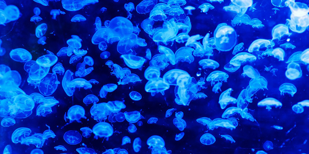 The Box Jellyfish Why Are They So Deadly? Profolus