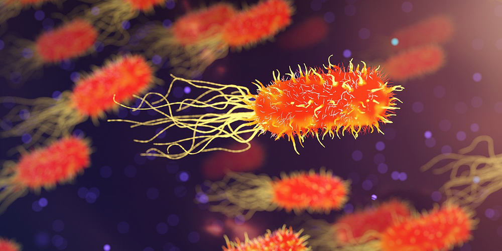 Causes of AntibioticResistant Bacteria Profolus