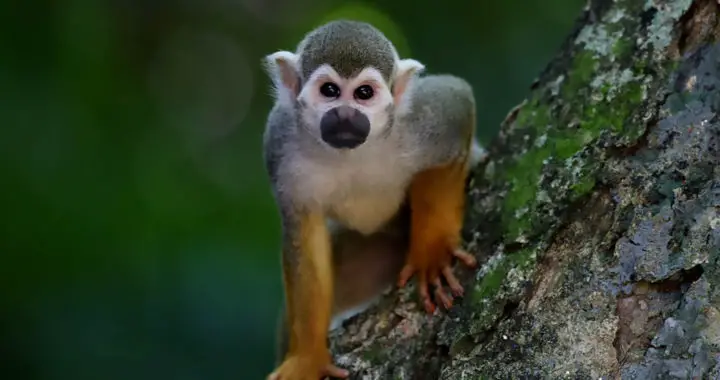 Human Evolution: Debunking the “Monkey Logic”