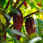 Challenges in Cocoa Production and the Cocoa Industry