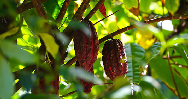 Challenges in Cocoa Production and the Cocoa Industry