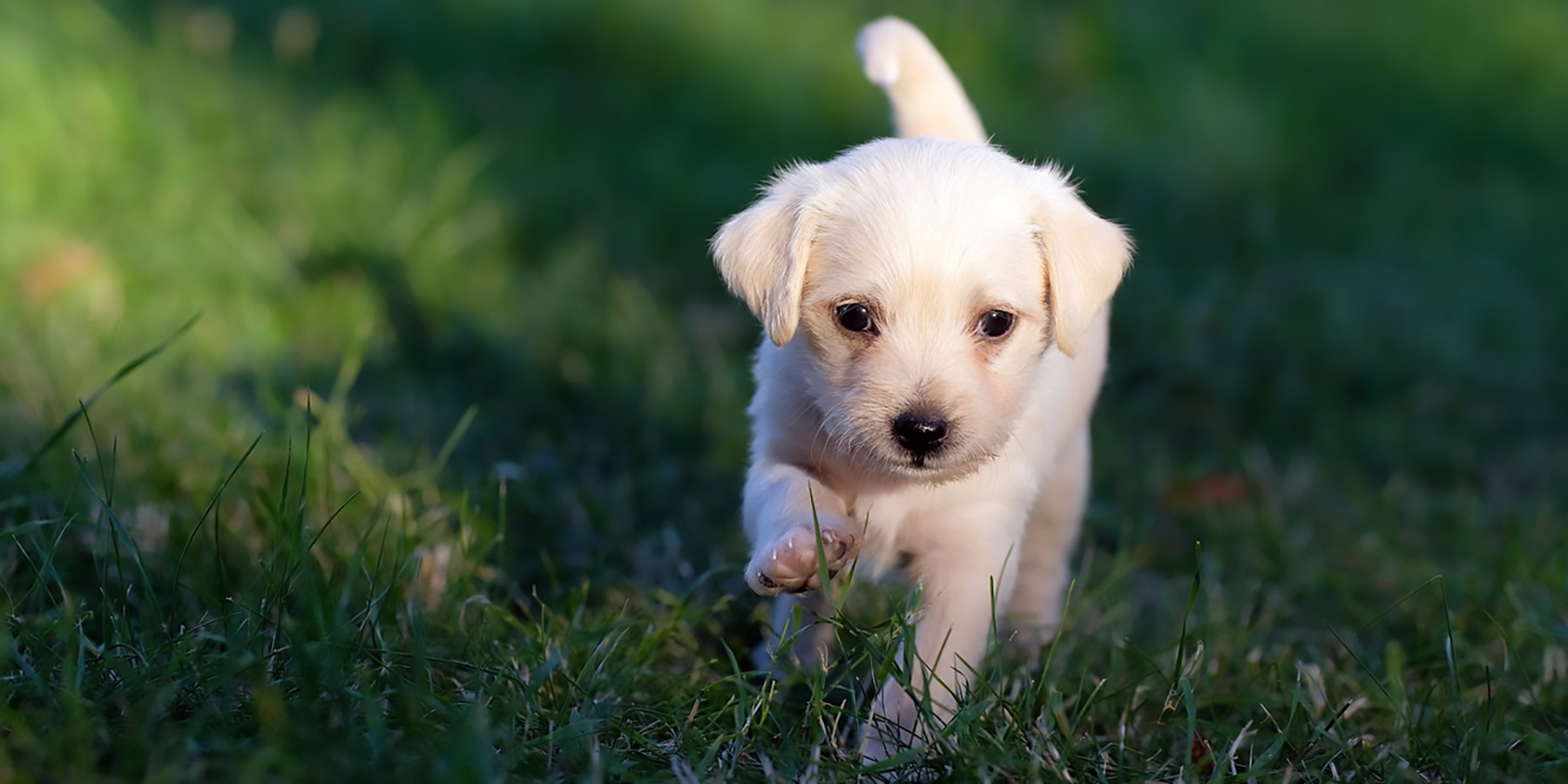 where-did-dogs-come-from-ancestral-origin-of-the-domestic-dog-profolus