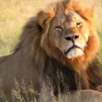 The Life and Murder of Cecil the Lion