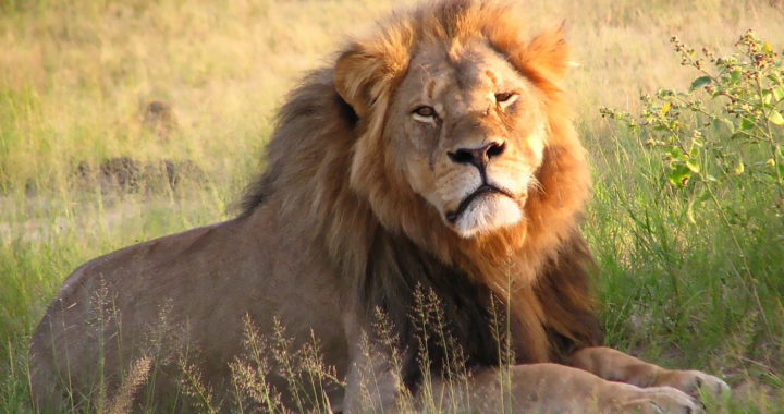 The Life and Murder of Cecil the Lion