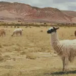 LLaMA Explained: Capabilities and Differentiation