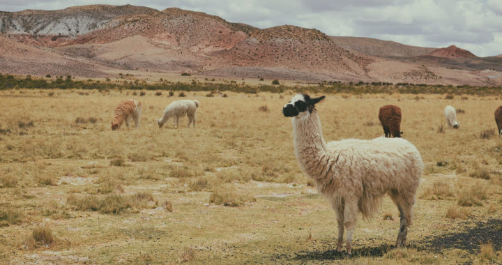 LLaMA Explained: Capabilities and Differentiation