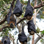 Origin of Nipah Virus: Where Did It Come From?