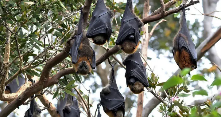 Origin of Nipah Virus: Where Did It Come From?