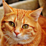 Arhgap36 Gene Explainer: Orange Cats are Mutants