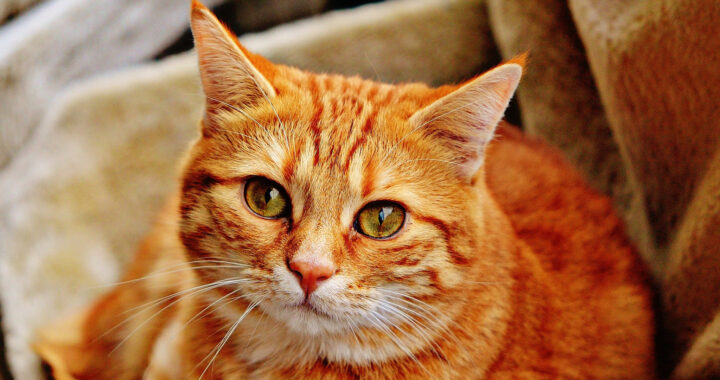 Arhgap36 Gene Explainer: Orange Cats are Mutants