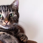 The Dangers of Going Raw: Why Raw Fish is Bad For Cats