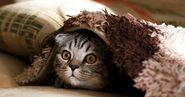 Cat Logic: How Cats Grasp and Use Cause and Effect