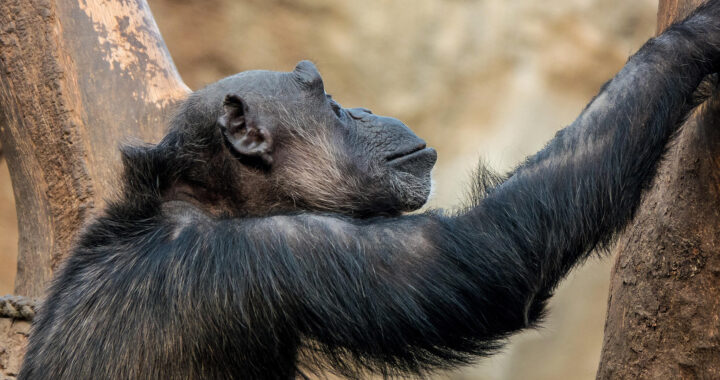 Human-Like Arcuate Fasciculus Connections in Chimpanzees