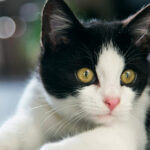 Cat Study Reveals Potential Treatment for Long COVID