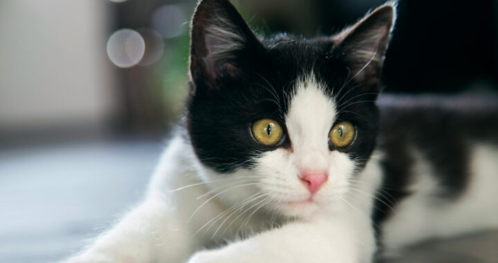 Cat Study Reveals Potential Treatment for Long COVID