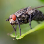 Houseflies and Blowflies as Vectors of H5N1 Avian Influenza Virus