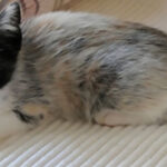 Salmiak or Salty Liquorice: New Cat Coat Color Defies Genetics